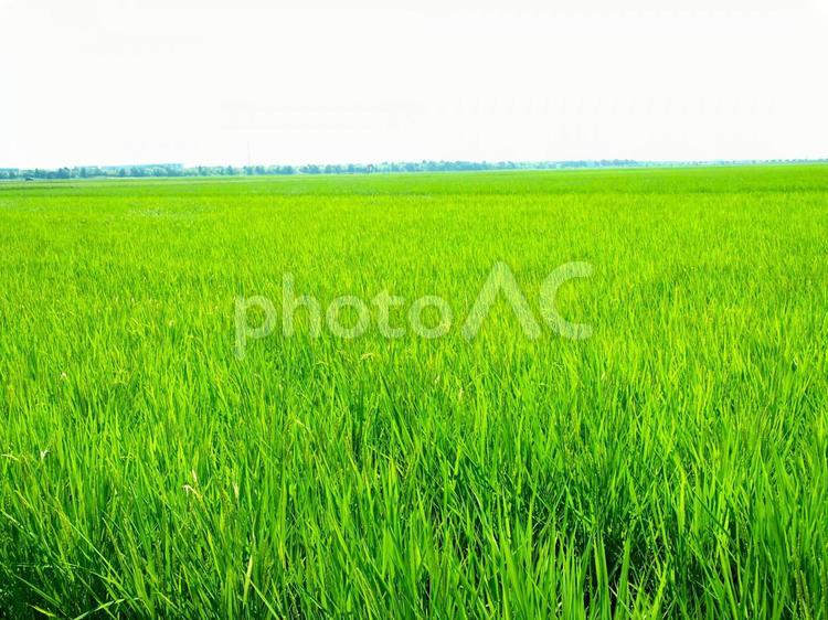 夏の田園風景 田園,田んぼ,米不足の写真素材