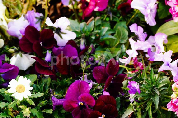 色とりどりの花畑 花,カラフル,春の写真素材
