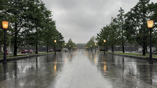 雨の行幸通り 雨の行幸通り 丸の内,行幸通り,東京の写真素材