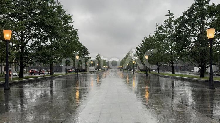雨の行幸通り 丸の内,行幸通り,東京の写真素材