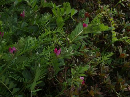 カラスノエンドウが茂る季節 カラスノエンドウが茂る季節の写真