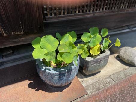Photo, water lily, lotus, brazier, 