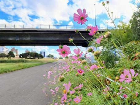 道端の秋桜 道端の秋桜 コスモス,秋,道端の写真素材