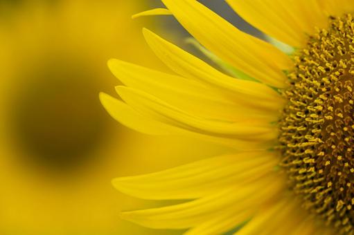 ひまわりのアップの写真