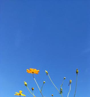 秋晴れ 秋晴れの写真