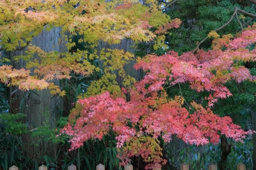 秋の紅葉-5 秋の紅葉-5の写真
