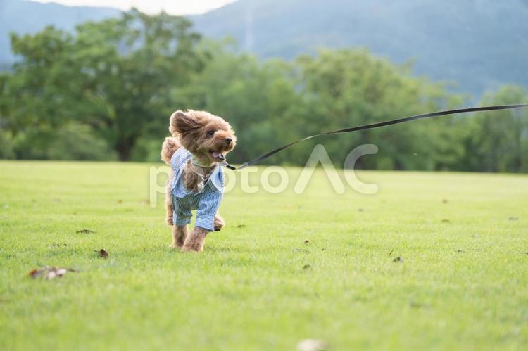 夏の公園で散歩するトイプードル トイプードル,トイプー,夏の写真素材