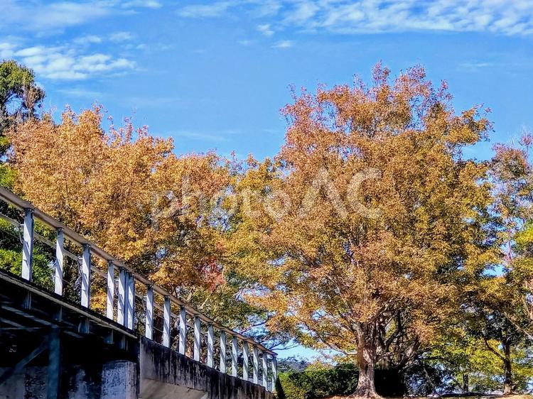 空と紅葉した木 空,紅葉,秋の写真素材