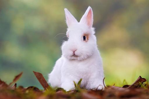 ペットのうさぎ うさぎ,ペット,干支の写真素材