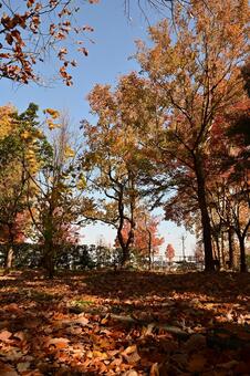 南砺市園芸植物園フローラルパーク 紅葉,もみじ,モミジの写真素材