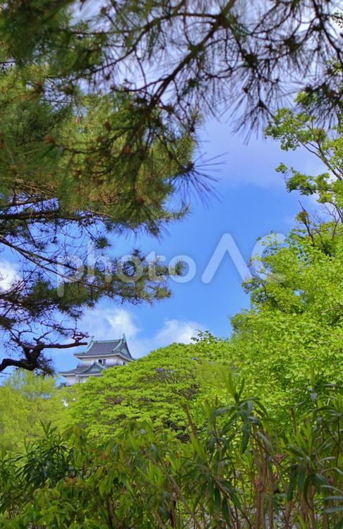 青空と緑に映える和歌山城 和歌山城,青空,緑の写真素材