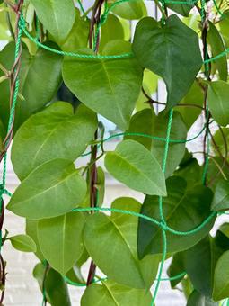 オカワカメ① オカワカメ,雲南百薬,アカザカズラの写真素材