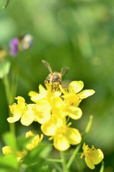 菜の花のミツバチの写真素材 写真素材なら 写真ac 無料 フリー ダウンロードok