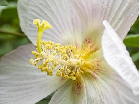 やさしく咲く白い花 やさしく咲く白い花 花,白,フラワーの写真素材