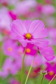 ピンクのコスモスが咲く秋の風景 ピンクのコスモスが咲く秋の風景 コスモス,花,ピンクの写真素材