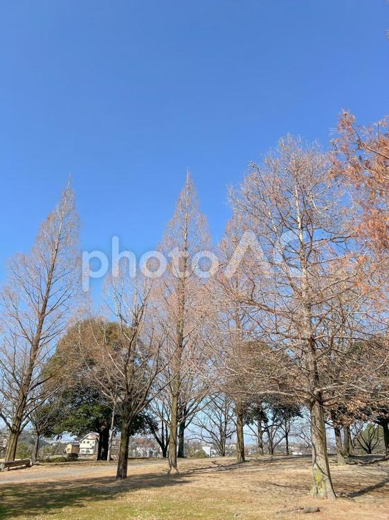 冬の晴れた日の公園　縦 冬,公園,枯れ木の写真素材