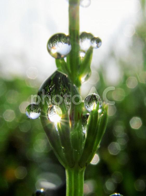 水滴と緑の葉と朝日（Water drops） 水滴,すいてき,しずくの写真素材