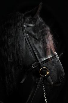 高級感のある馬のクローズアップ 高級感のある馬のクローズアップ 馬,馬の顔,アップの写真素材