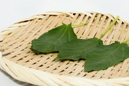 モロヘイヤ モロヘイヤ モロヘイヤ,野菜,夏野菜の写真素材