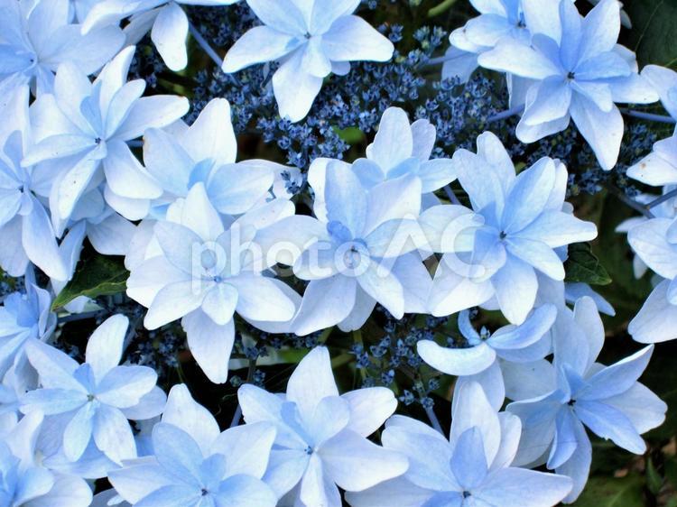水色のアジサイ　星のように美しい花 紫陽花,アジサイ,水色の写真素材
