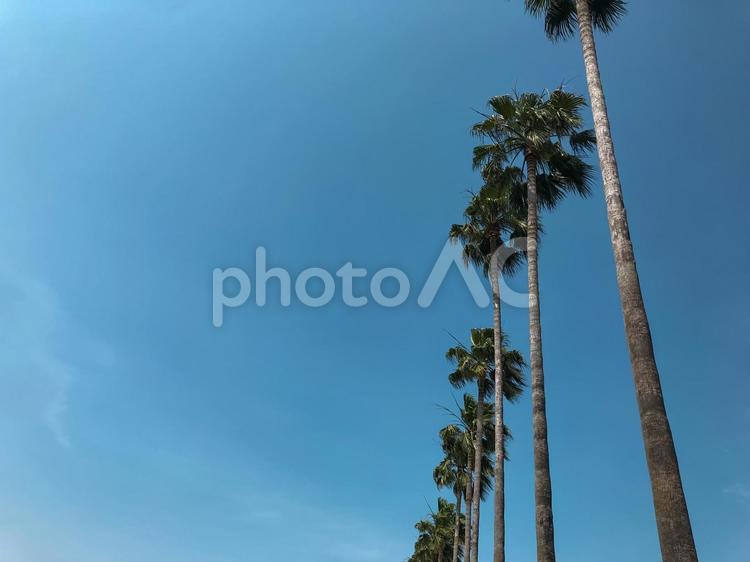 空とヤシの木_2 椰子の木,ヤシ,パームツリーの写真素材