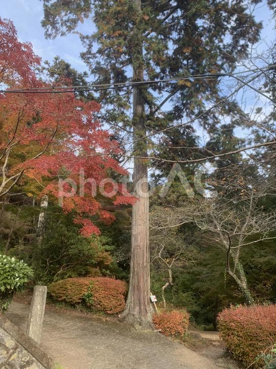 紅葉と杉の木が立ち並ぶ秋の参道 紅葉,杉,参道の写真素材