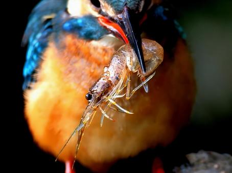 テナガエビとカワセミ テナガエビ,海老,カワセミの写真素材