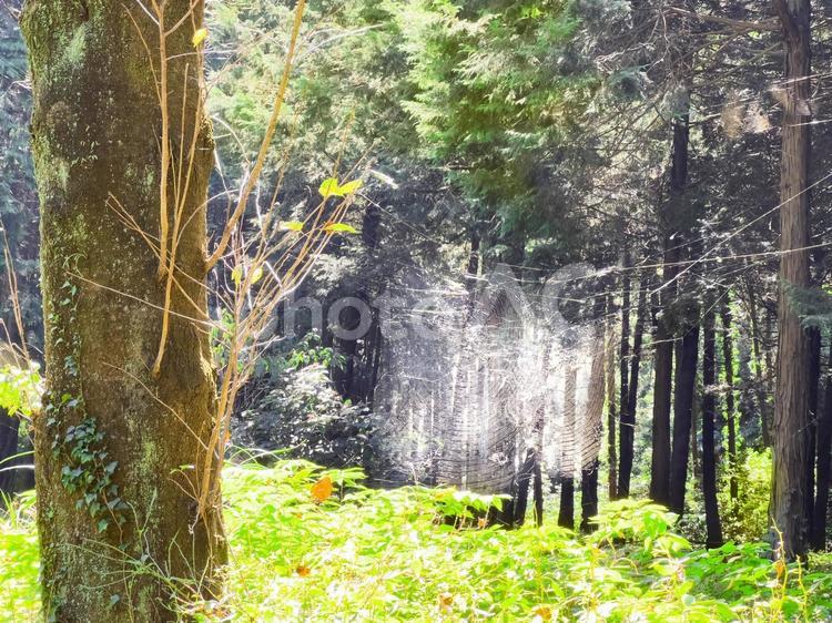 森の中の蜘蛛の巣 蜘蛛の巣,クモ,森の写真素材