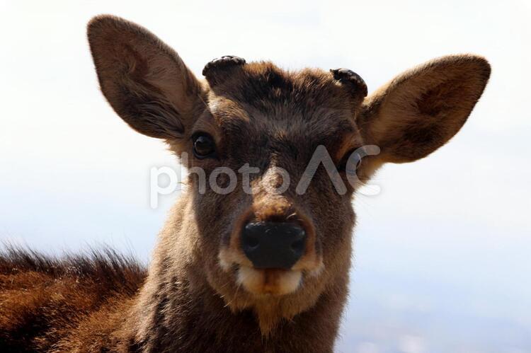 オス鹿の顔（下から） 鹿,奈良,顔の写真素材