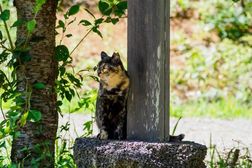 猫(199) 猫(199)の写真