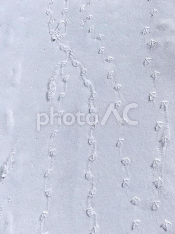 冬の漁港で雪の上に残るカモメの足跡 かもめ,あしあと,水かきの写真素材