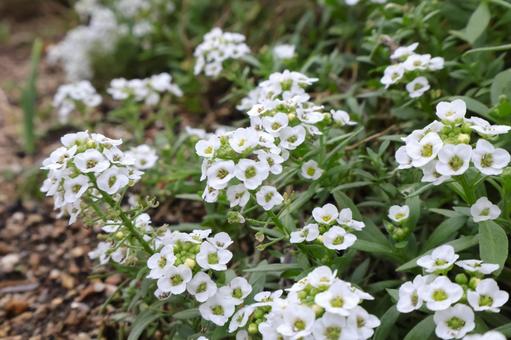 秋～春まで咲くスイートアリッサムの白い花 スイートアリッサム,アリッサム,花の写真素材