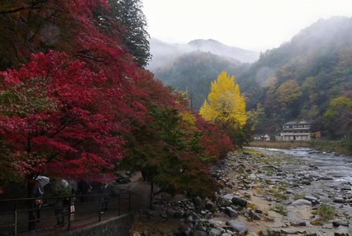 雨の香嵐渓 雨の香嵐渓 香嵐渓,秋,紅葉の写真素材