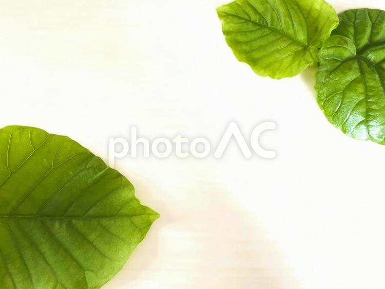 ウンベラータの葉のフレーム６２ ウンベラータ,ウンベラーダ,フィカスの写真素材