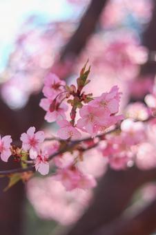 河津桜 河津桜の写真