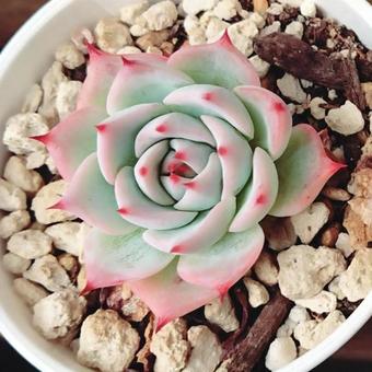 多肉植物 多肉植物の写真