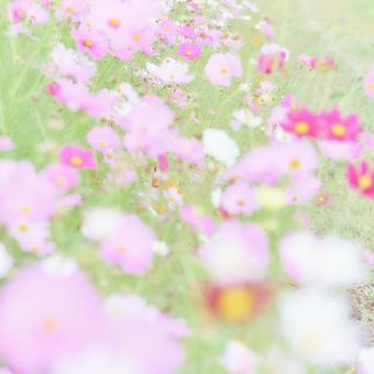ハイキー調満開のコスモスの花畑 ハイキー調満開のコスモスの花畑の写真
