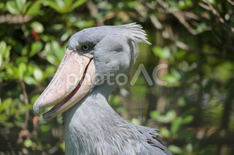 ハシビロコウの横顔 笑顔,ハシビロコウ,アップの写真素材