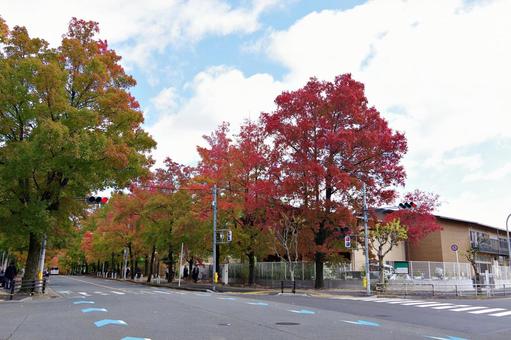 11月の三色彩道にて タイワンフウ,アメリカフウ,モミジバフウの写真素材