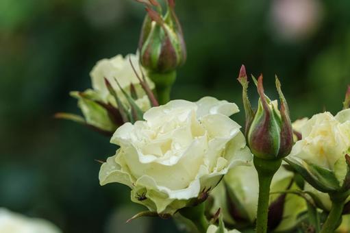清楚に咲く白薔薇の花 清楚に咲く白薔薇の花の写真