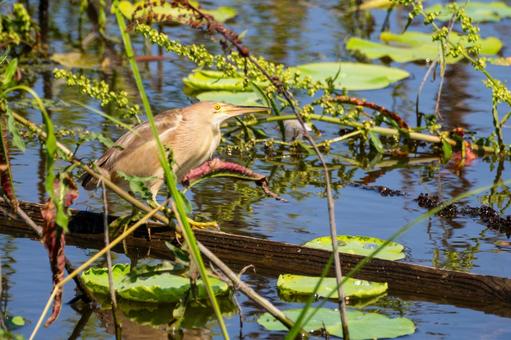 Photo, bird, yellow bittern, wild bird, 