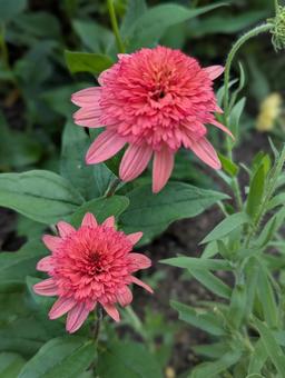エキナセアの花 8 エキナセアの花 8 エキナセア,八重咲,花の写真素材