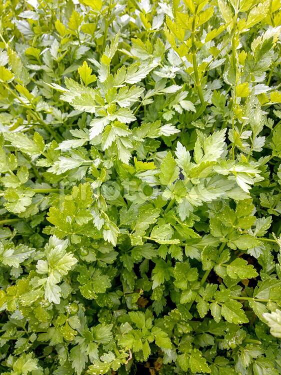 春の七草の一つ！沼地に自生する芹(セリ) 芹,セリ,春の七草の写真素材