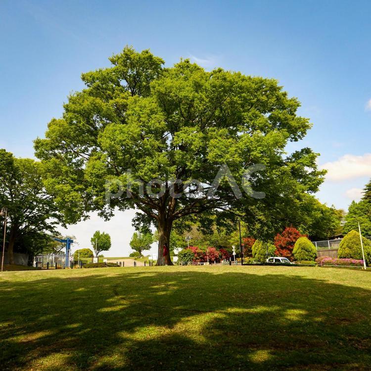 大樹のもとで 木,公園,横浜の写真素材