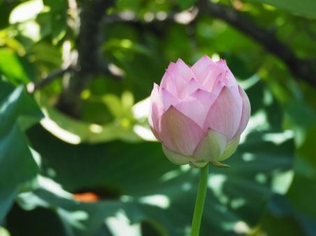 Lotus flowers beginning to bloom①, JPG