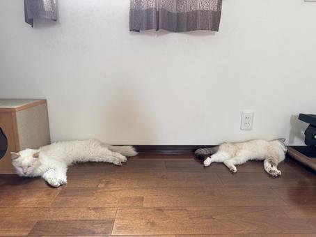 熟年夫婦ネコ 熟年夫婦ネコの写真
