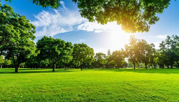 夏の公園3 夏の公園3の写真