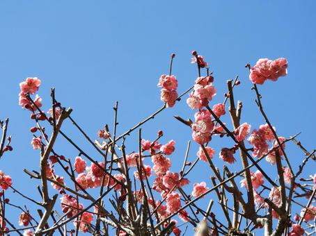 梅の花の写真