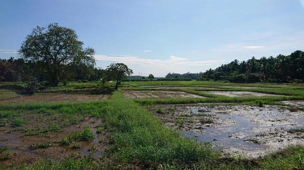 スリランカ 田園 田んぼ,田園,自然の写真素材