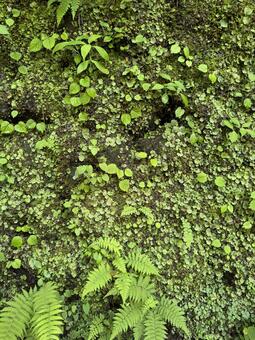 苔の壁 苔,石垣,マメツタの写真素材